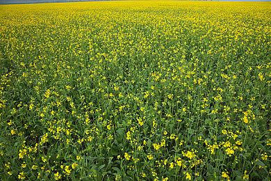 5月24日前限时免费领取Steam《无尽帝国》